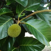 Artocarpus hirsutus Lam.